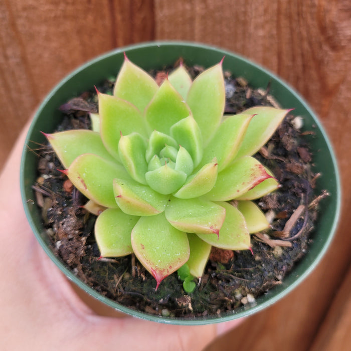 Echeveria 'Spicy' in a green nursery pot.