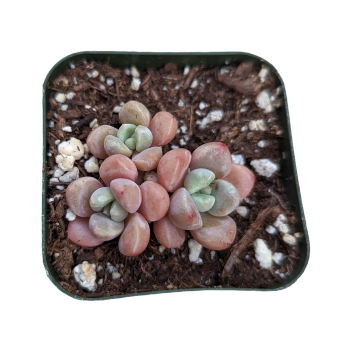 Echeveria Spotted Deer in gritty potting mix.