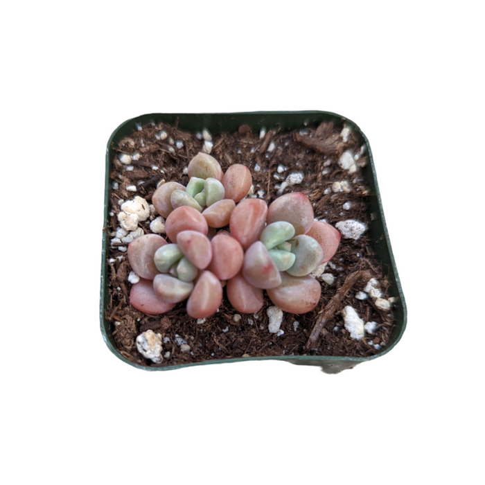 Echeveria Spotted Deer in a nursery pot.