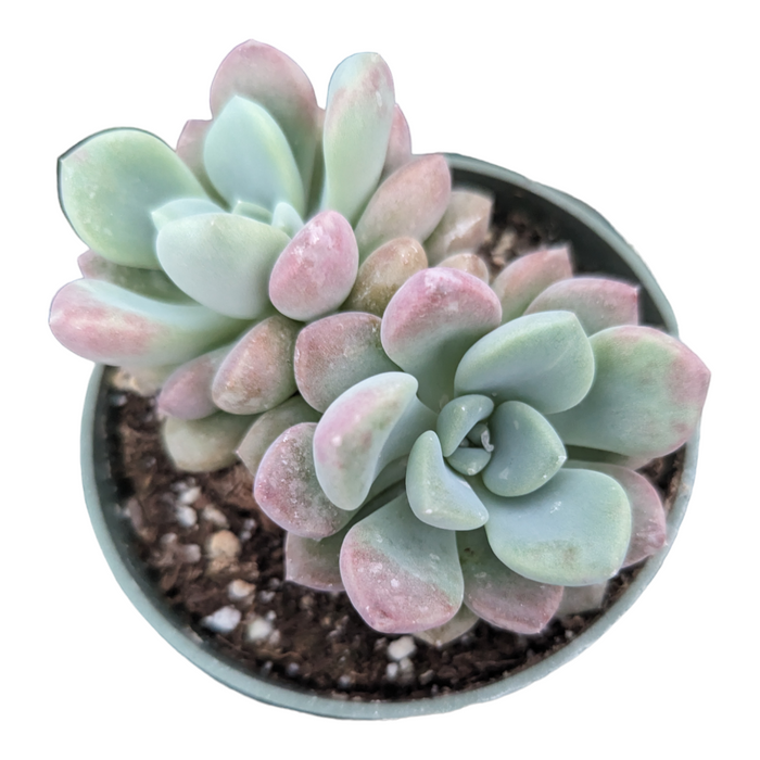 Echeveria Spotted Deer, a small rosette succulent with pink-tipped leaves.