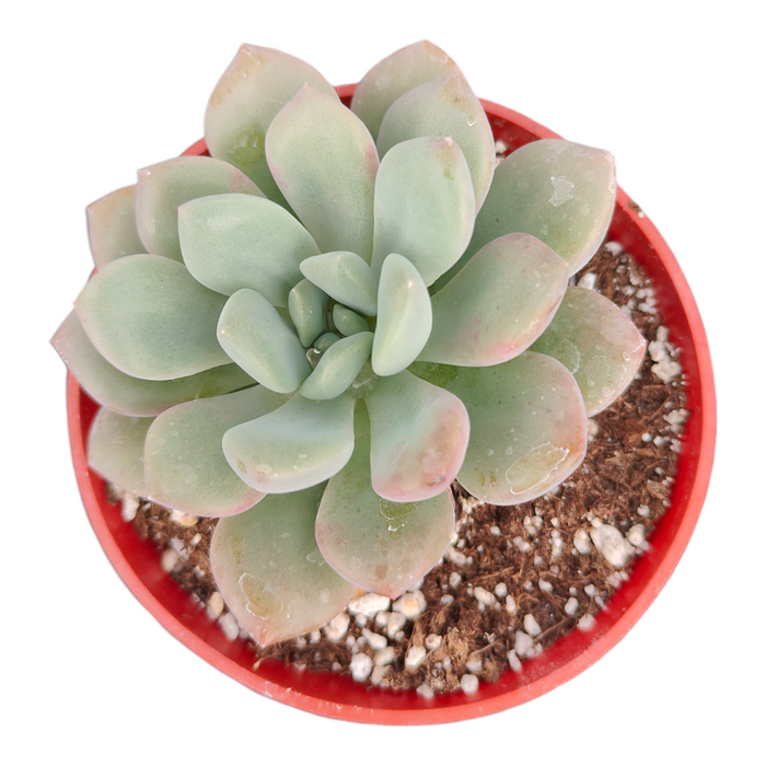 Echeveria Spotted Deer in red pot with pink-tipped leaves.
