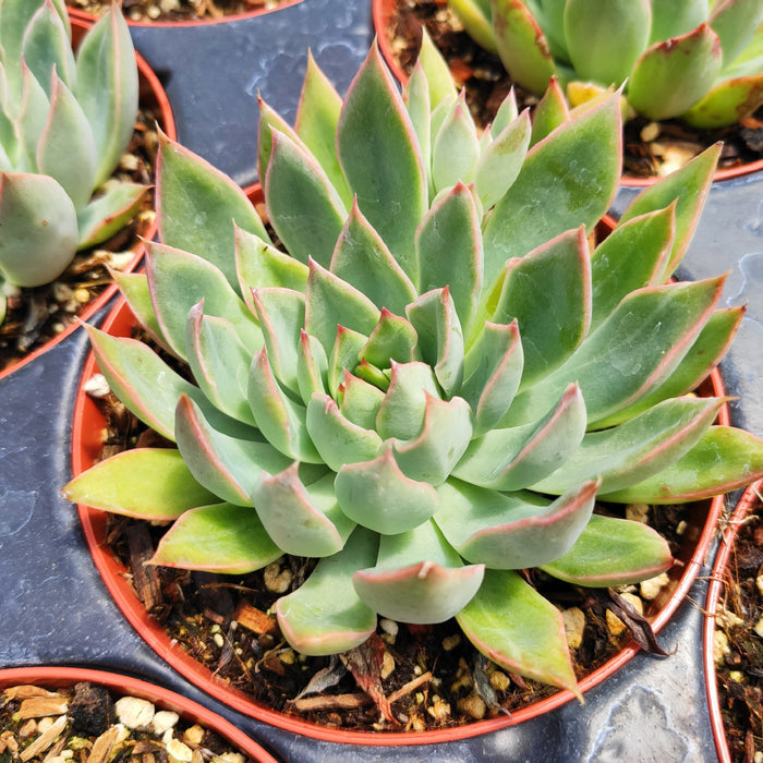 Echeveria 'Starlite' succulent in a small pot.