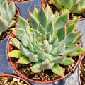 Echeveria 'Starlite' succulent in a small pot.