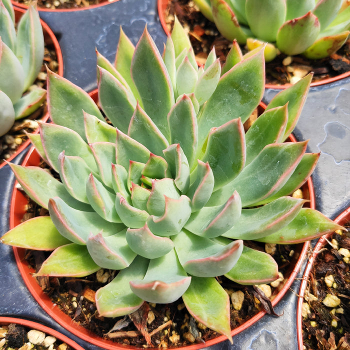 Echeveria 'Starlite' succulent in nursery tray.