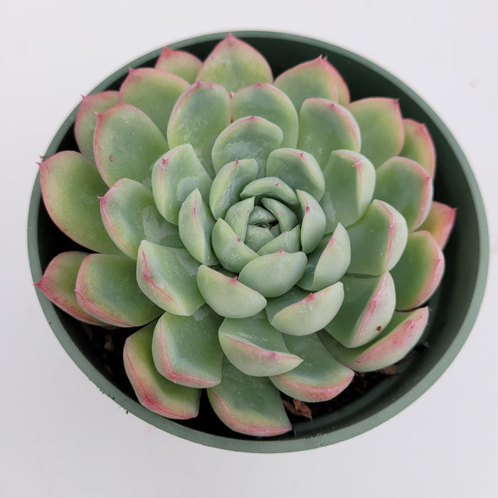 Echeveria Strawberry Ice with pink-tipped, spiral leaves.
