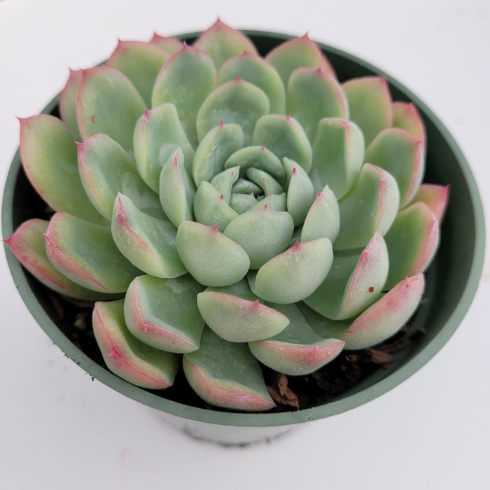 Echeveria Strawberry Ice succulent, spiral rosette with pink-tipped leaves.