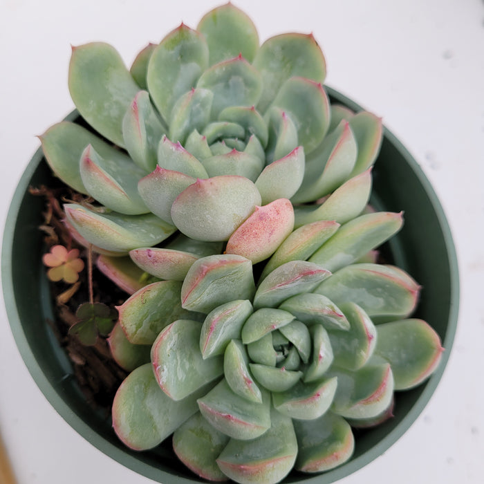 Echeveria Strawberry Ice in nursery pot with clover weeds.