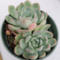 Echeveria Strawberry Ice succulent in a nursery pot.