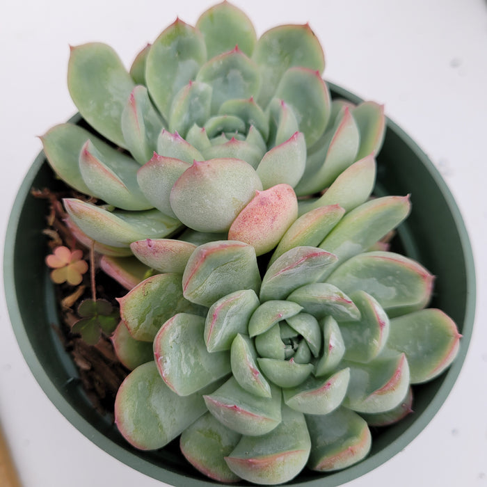 Echeveria Strawberry Ice succulent in a nursery pot.