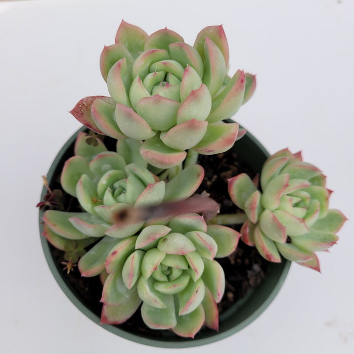 Echeveria Strawberry Ice potted succulent with offsets on white background.