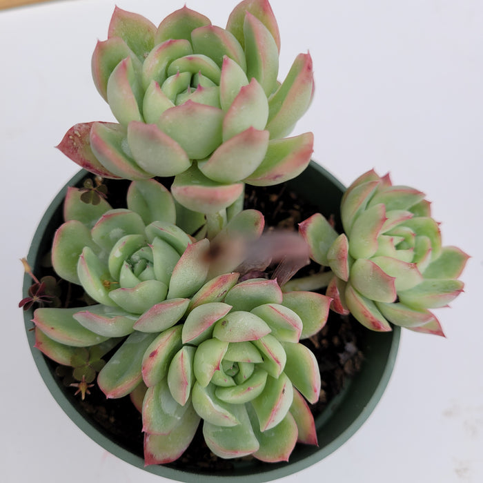 Echeveria Strawberry Ice succulent in a green nursery pot.