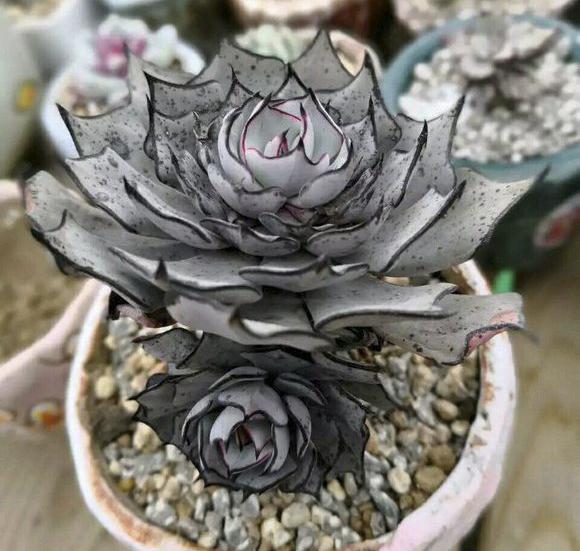 Echeveria strictiflora in shallow gravel pot.