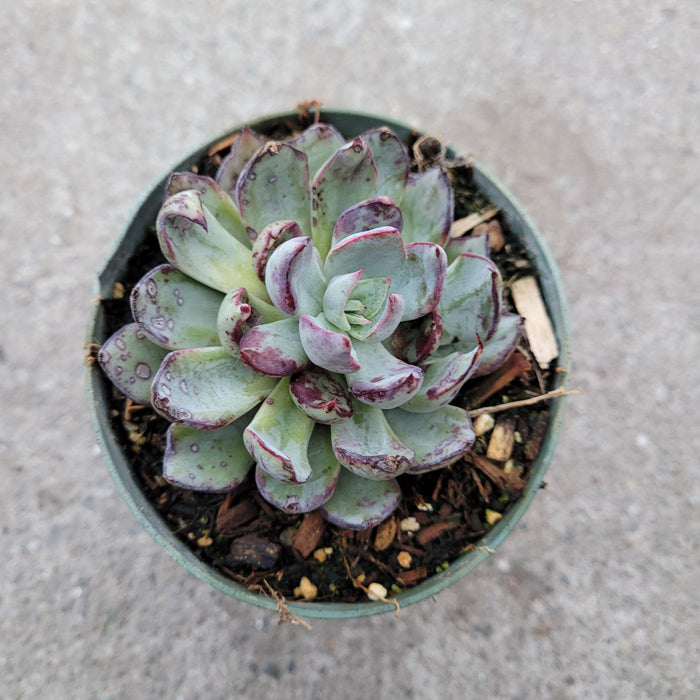 Echeveria strictiflora succulent in nursery pot.