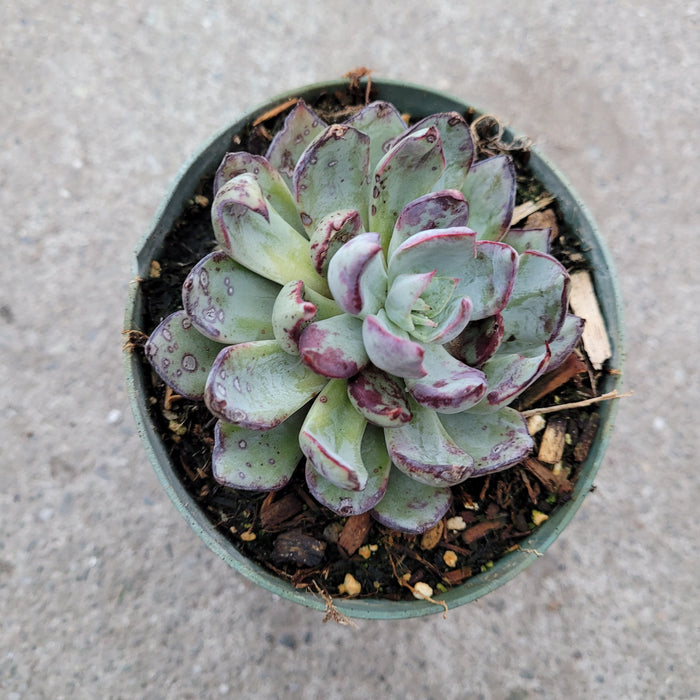 Echeveria strictiflora succulent in green pot, top view.