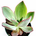 Echeveria subrigida 'Fire and Ice' with green rosette leaves.