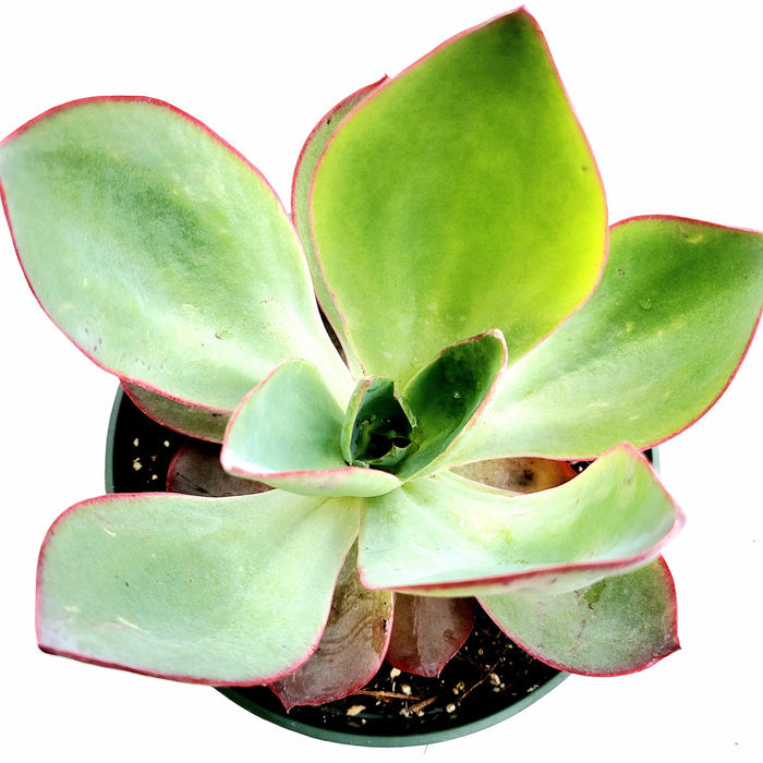 Echeveria subrigida 'Fire and Ice' succulent rosette.