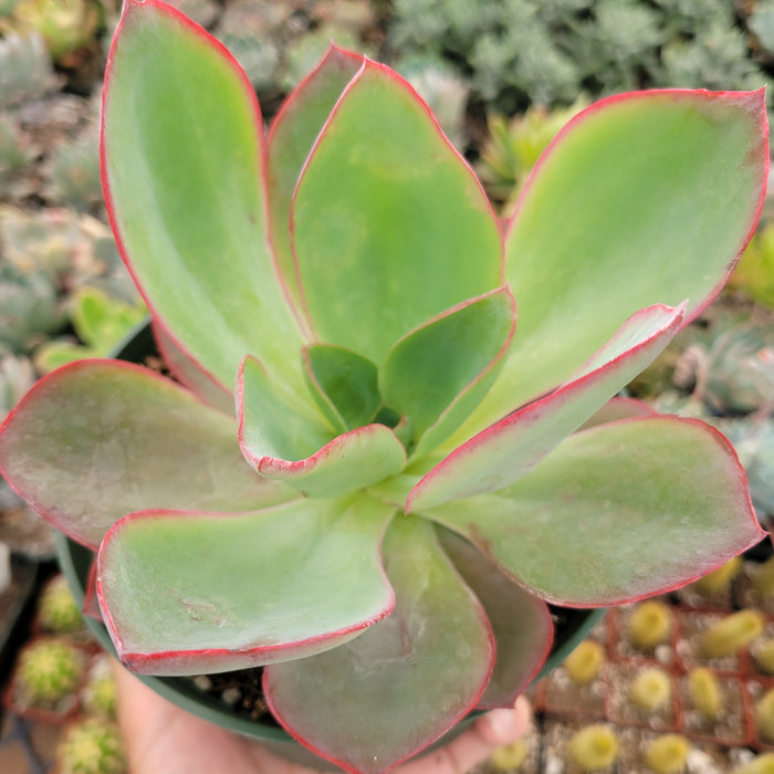 Echeveria subrigida 'Fire and Ice' succulent in greenhouse.