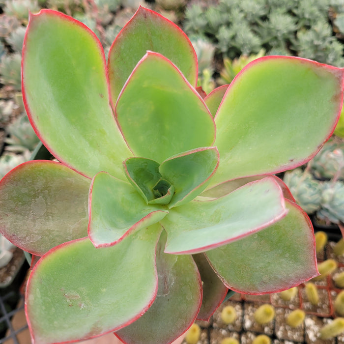 Echeveria subrigida 'Fire and Ice' succulent close-up.