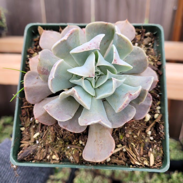 Echeveria 'Swan Lake' in square pot on wooden shelf.