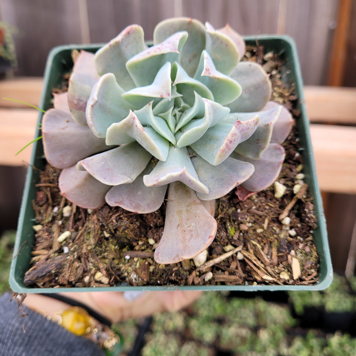 Echeveria Swan Lake in square nursery pot.