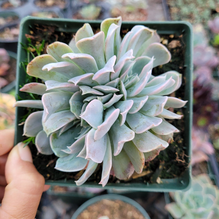 Echeveria Swan Lake succulent in a square pot.