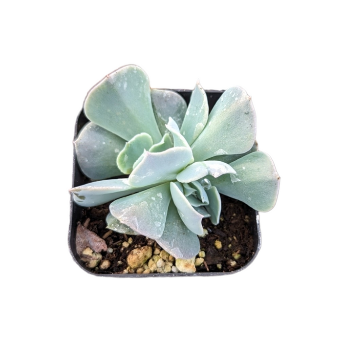 Echeveria Swan Lake succulent in square pot.