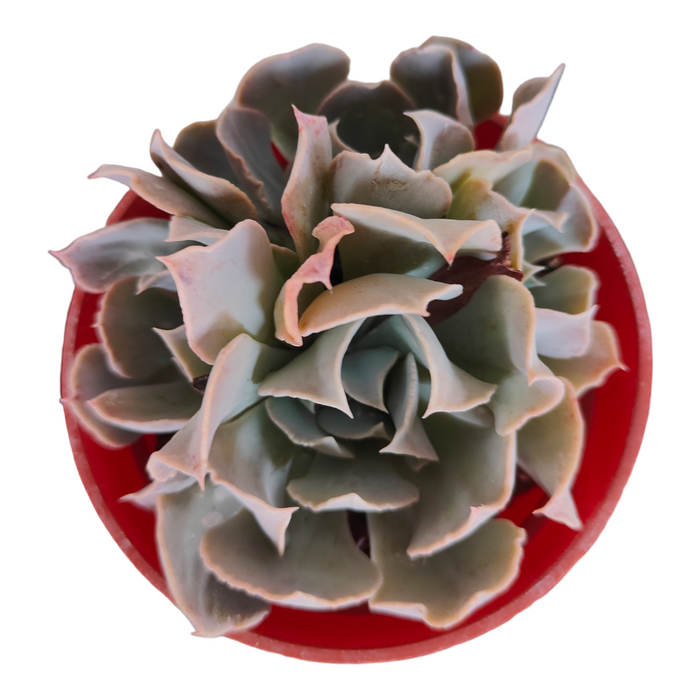 Echeveria Swan Lake succulent in red pot, top view.