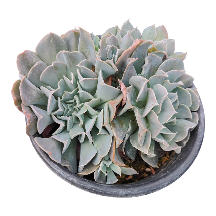Echeveria Swan Lake, rosette-forming succulent in a pot.