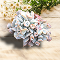 Echeveria Trumpet Pinky succulent with pink-tipped leaves on wood surface.