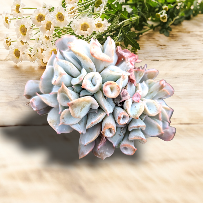 Echeveria Trumpet Pinky succulent with pink-tipped leaves on wood surface.