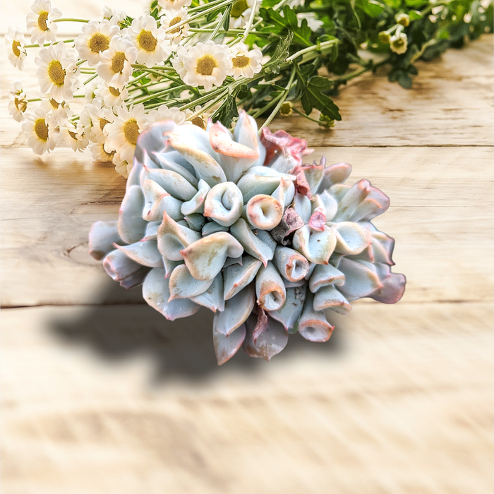 Echeveria Trumpet Pinky succulent with pink-tipped leaves and daisies.