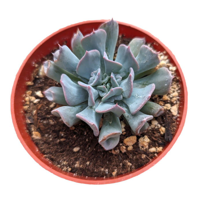 Echeveria Trumpet Pinky in a reddish-orange nursery pot.