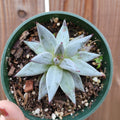 Echeveria unguiculata with pink-tinted leaf tips in green pot.