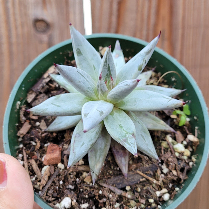 Echeveria unguiculata succulent in a small nursery pot.