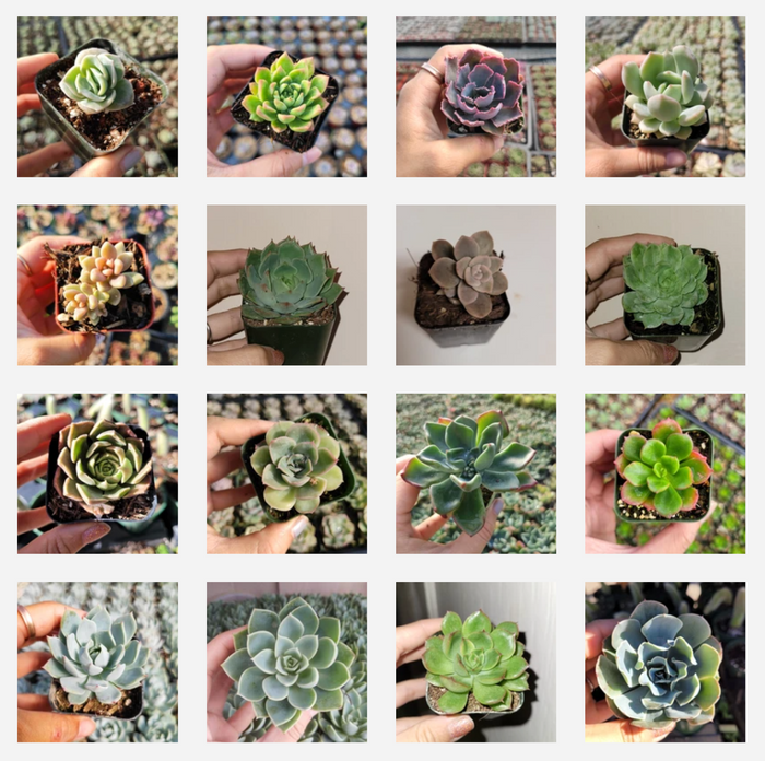 Echeveria Variety Pack in nursery pots, hand-held.