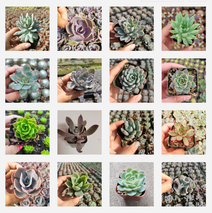 Echeveria Variety Pack in pots, diverse close-up succulents.