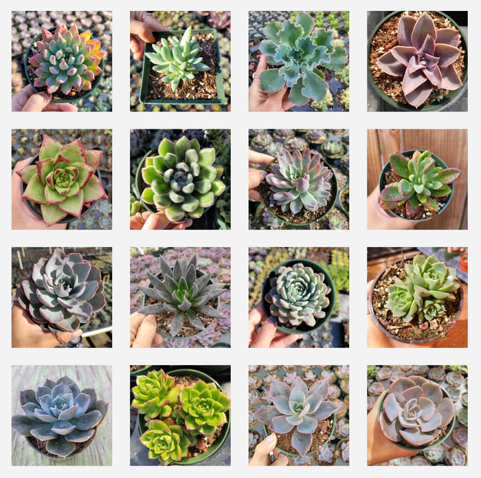 Echeveria Variety Pack: 16 diverse, colorful succulents in nursery pots.