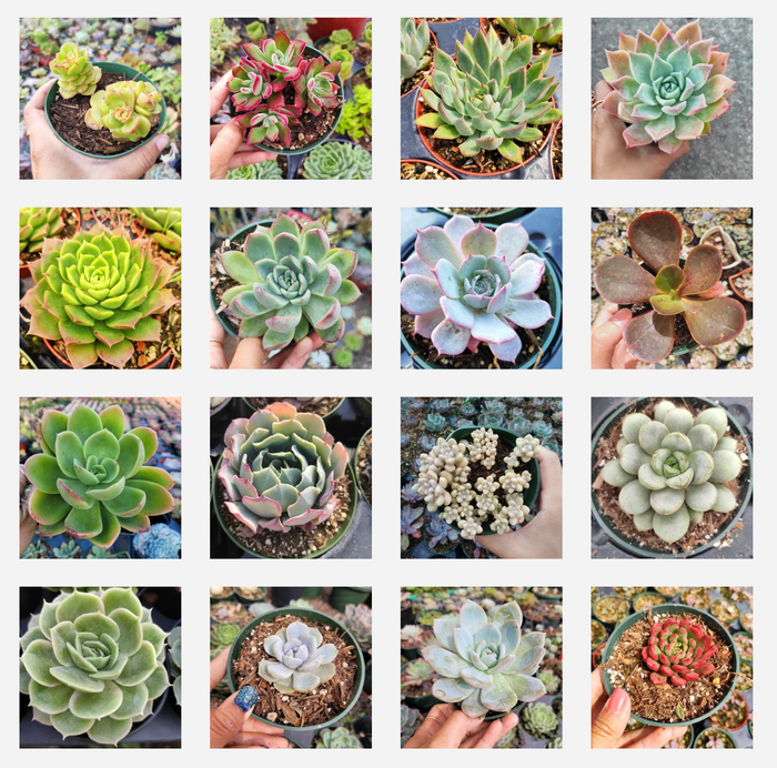 Echeveria Variety Pack of potted succulents in nursery containers.