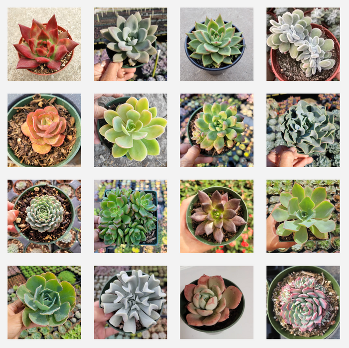 Echeveria Variety Pack: 16 potted rosette succulents.
