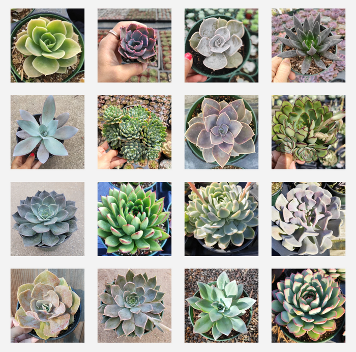 Echeveria Variety Pack in 4x4 grid of potted succulents.