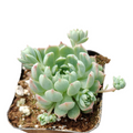 Echeveria Vincent Catto with pink-tipped, pale green leaves in pot.