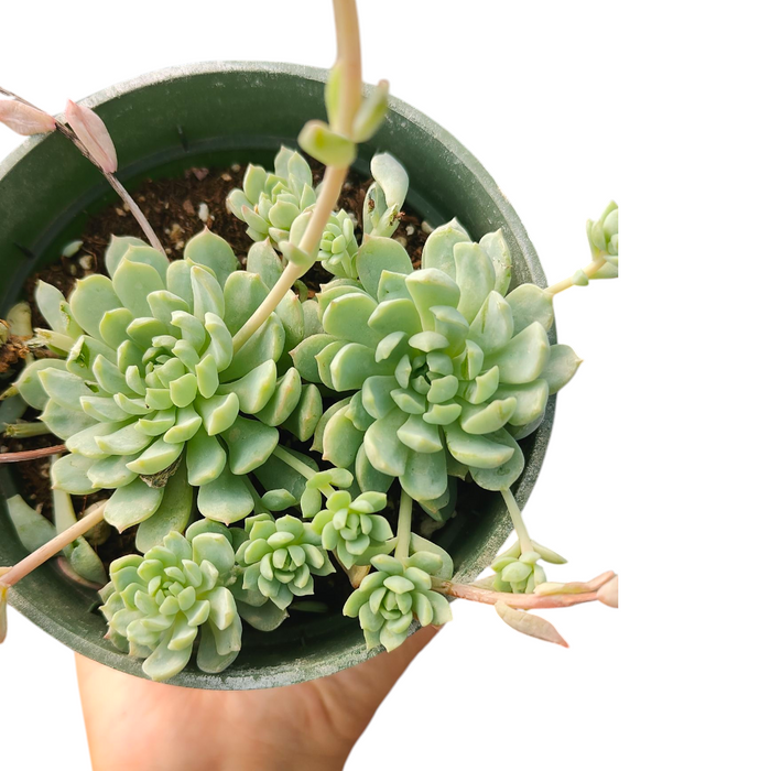 Echeveria Vincent Catto succulent in a nursery pot.