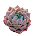 Echeveria White Peach succulent with pastel spiral leaves.