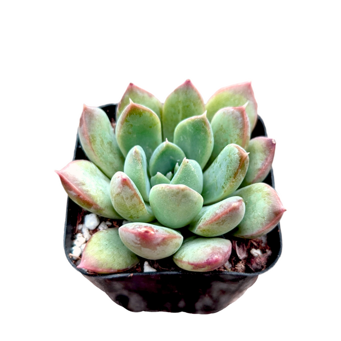 Echeveria White Peach succulent in black nursery pot.
