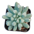 Echeveria White Zaragosa succulent in tight rosette form.