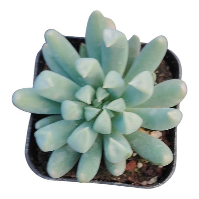 Echeveria White Zaragosa succulent in tight rosette form.