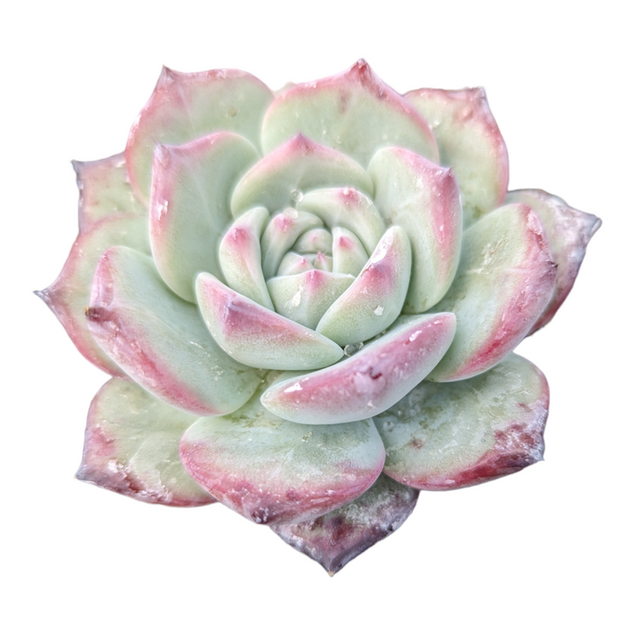 Echeveria Prada succulent with pale green, pink-tipped leaves.
