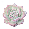 Echeveria Prada succulent with pale green, pink-tipped leaves.