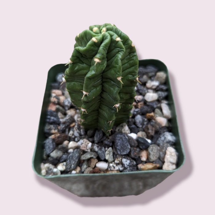Echinocereus morricalii in a square pot with gravel.
