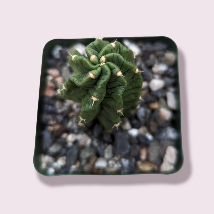 Echinocereus morricalii in a square plastic pot.